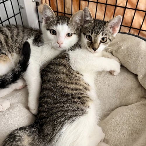 MANGO - Domestic Short Hair available for adoption