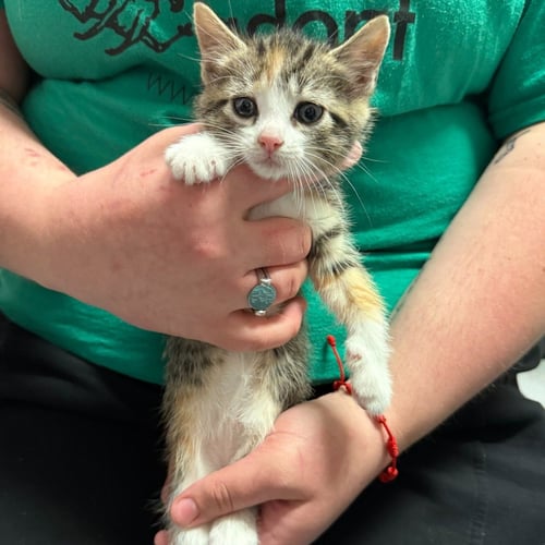 NELLIE - Domestic Short Hair available for adoption