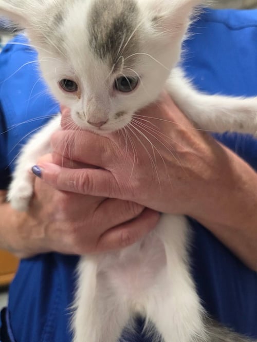 DOLLAR DOG - Domestic Short Hair available for adoption