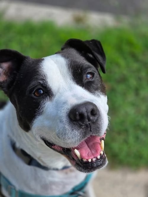 JETT - American Staffordshire Terrier available for adoption