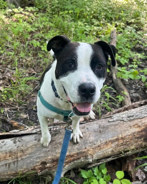 JETT - American Staffordshire Terrier available for adoption