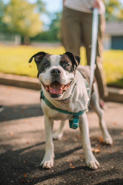 JETT - American Staffordshire Terrier available for adoption