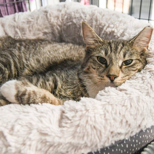 GUINNESS - Domestic Medium Hair available for adoption