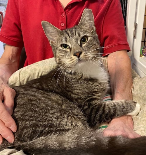 GUINNESS - Domestic Medium Hair available for adoption