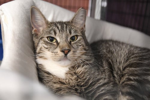 GUINNESS - Domestic Medium Hair available for adoption