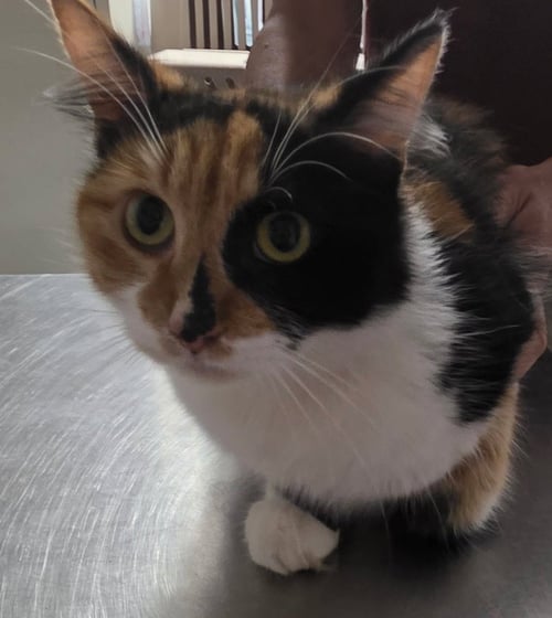 FELICITY - Domestic Medium Hair for adoption in Trenton