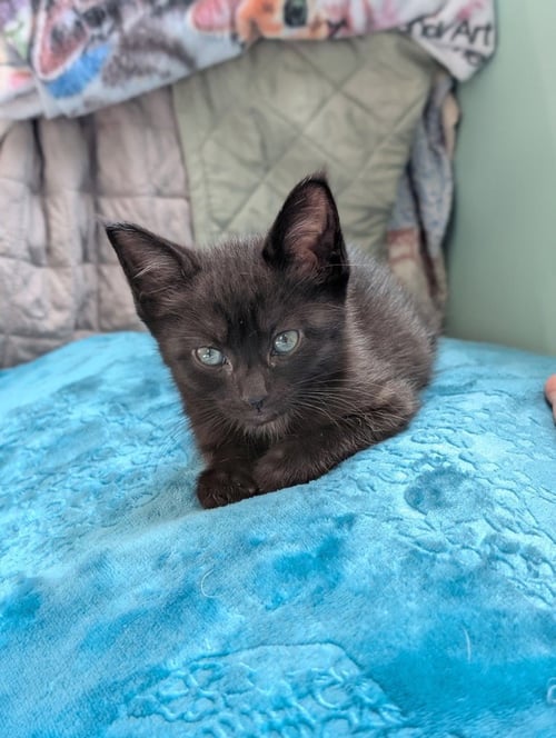 ANDESITE - Domestic Short Hair available for adoption