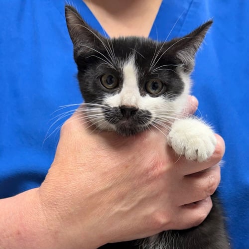 FREDDY KRUEGER - Domestic Short Hair available for adoption