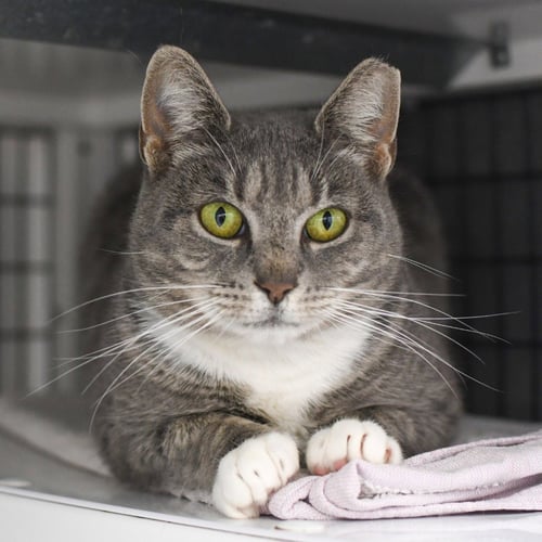 JENNY - Domestic Short Hair available for adoption