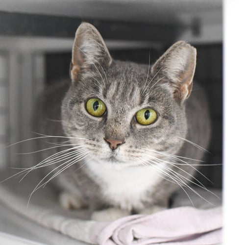 JENNY - Domestic Short Hair available for adoption