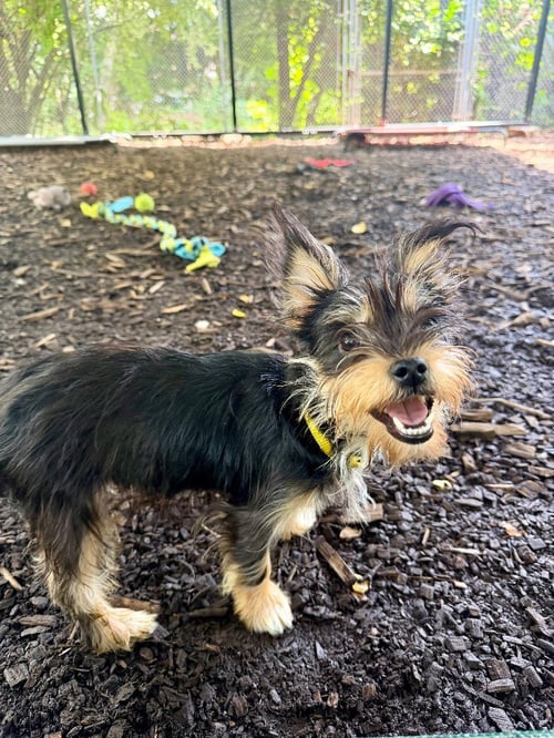 GRAHAM - Yorkshire Terrier Yorkie available for adoption