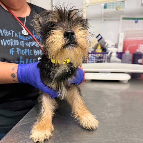 GRAHAM - Yorkshire Terrier Yorkie available for adoption