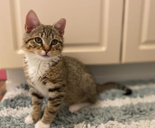 PLACIDUS MAXIMUS - Domestic Short Hair available for adoption