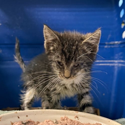 OCULAR VERDE - Domestic Short Hair available for adoption