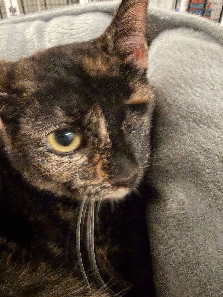 SPARROW - Domestic Short Hair available for adoption