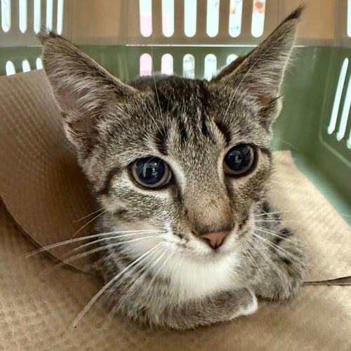 APPLE - Domestic Short Hair available for adoption