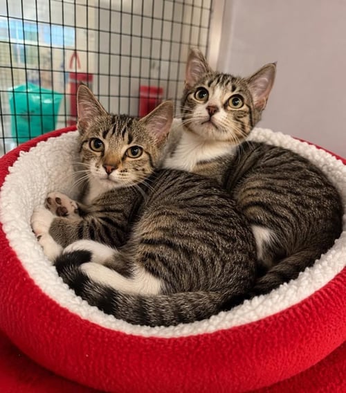 APPLE - Domestic Short Hair available for adoption