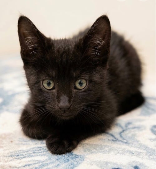AIDAN - Domestic Short Hair available for adoption