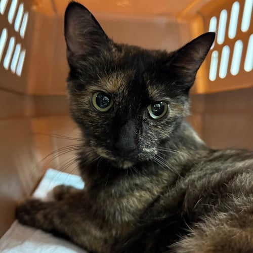 CALLISTA - Domestic Short Hair available for adoption