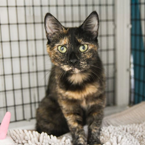 CALLISTA - Domestic Short Hair available for adoption