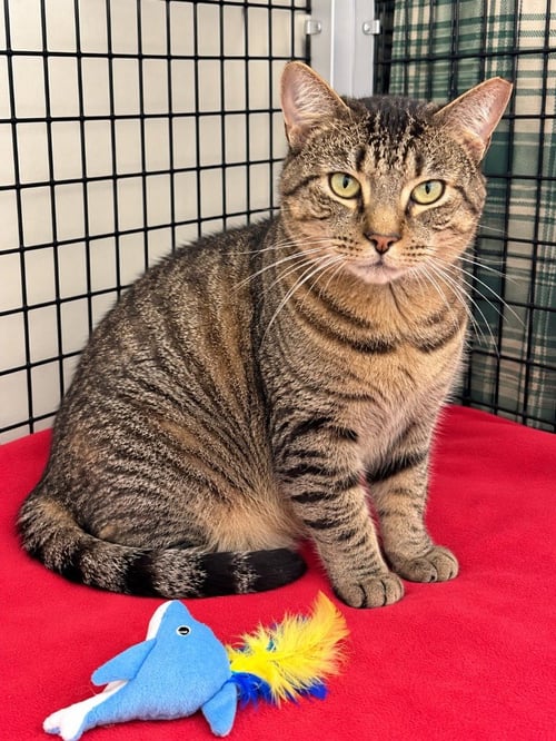 ARTHUR - Domestic Short Hair available for adoption