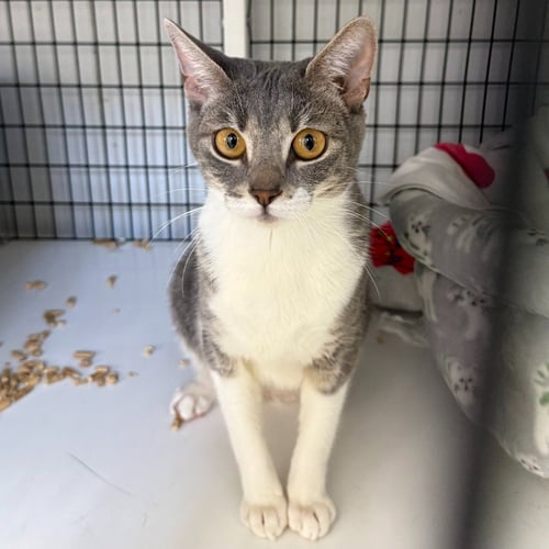 ASH - Domestic Short Hair for adoption in Trenton