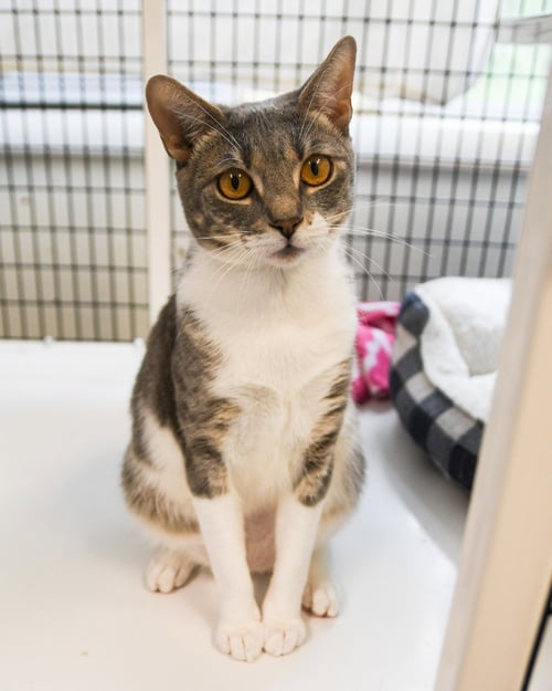ASH - Domestic Short Hair available for adoption