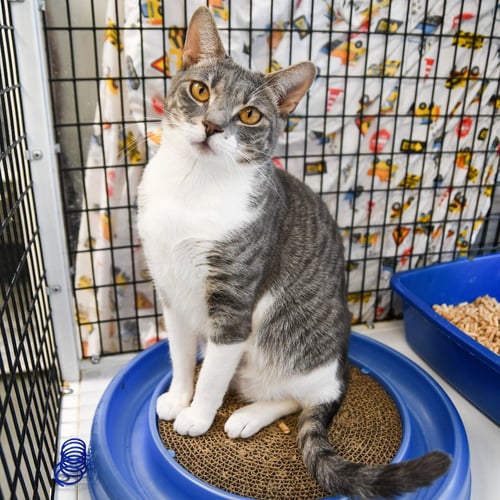 ASH - Domestic Short Hair available for adoption