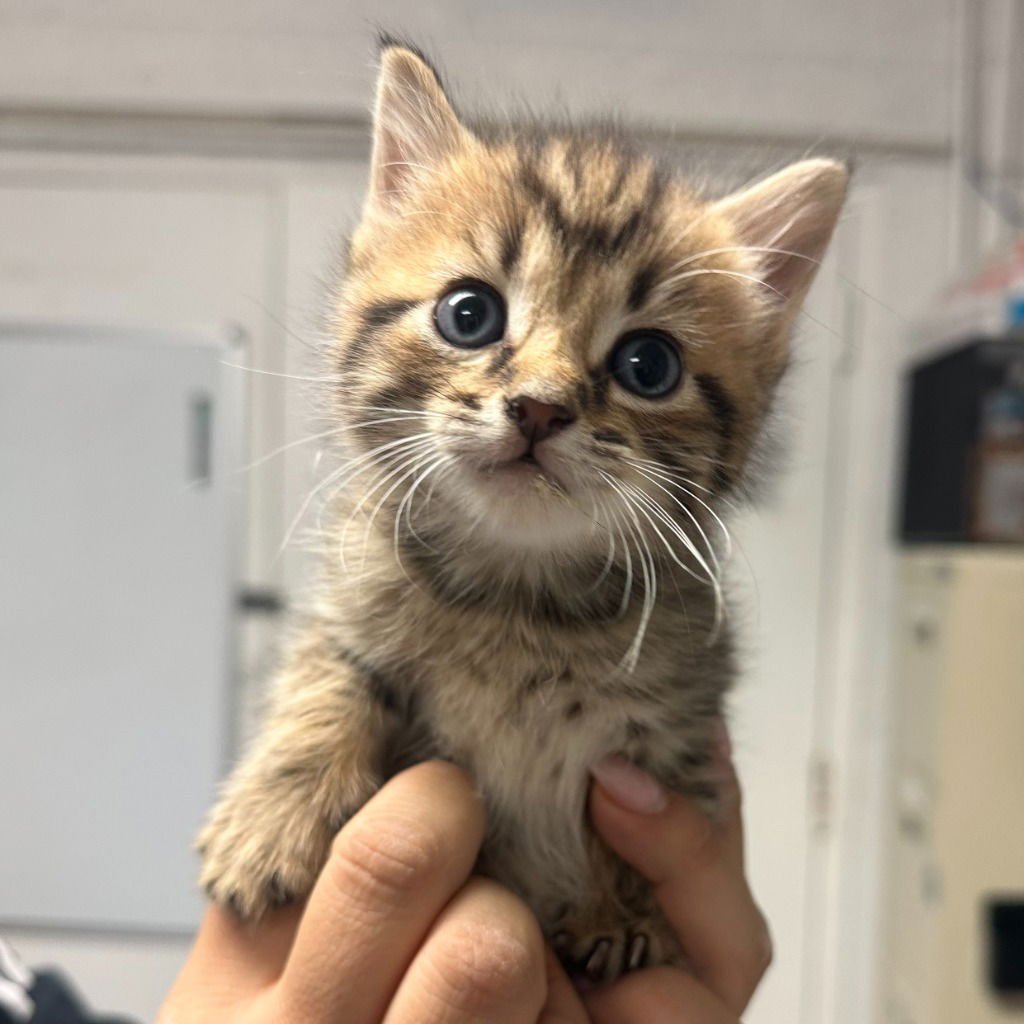 EARL - Domestic Short Hair available for adoption
