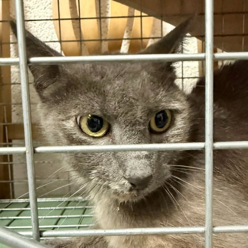 TNR VAN SANT DR 070826