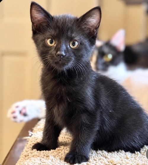 BOONE - Domestic Short Hair available for adoption