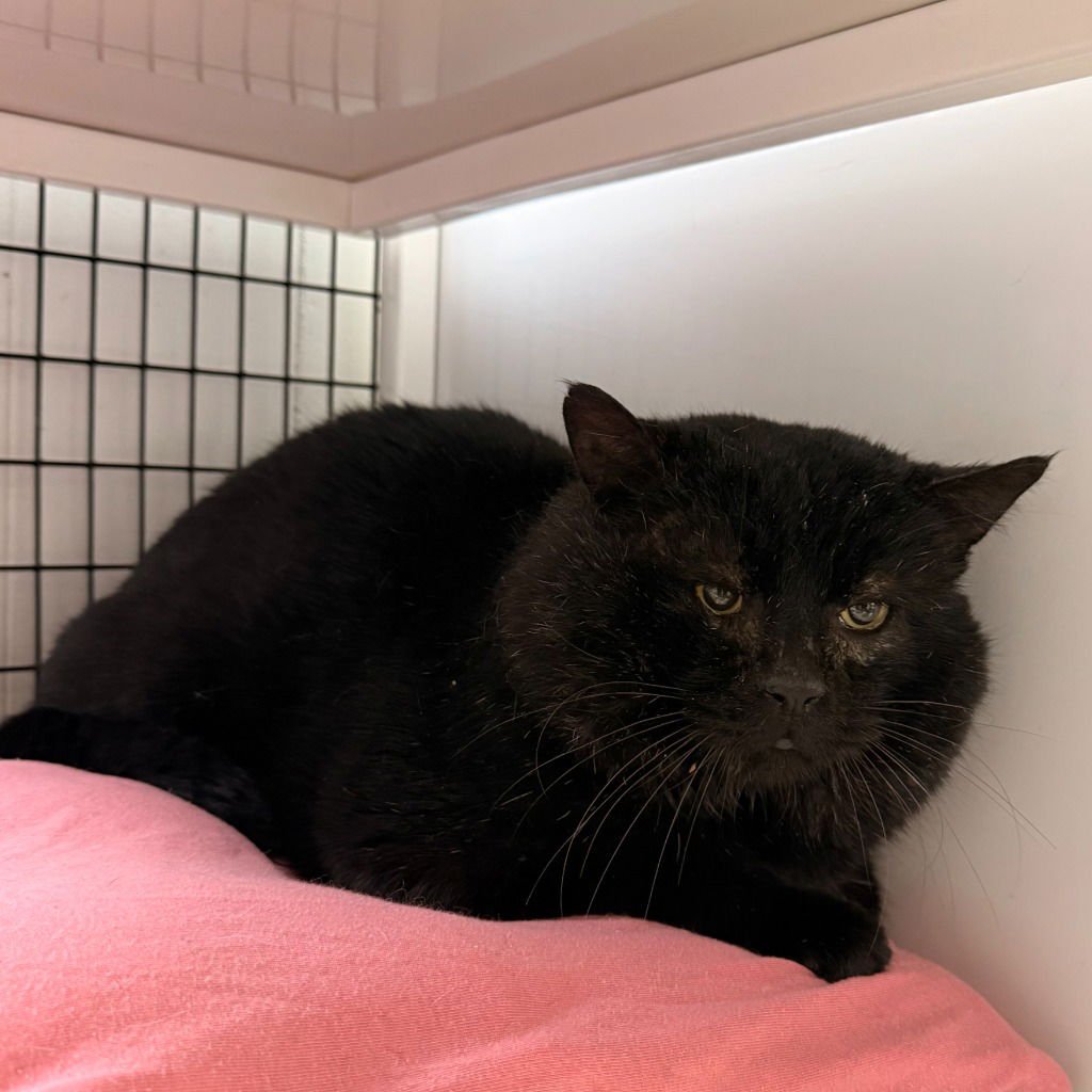 MILKY WAY - Domestic Short Hair for adoption in Trenton