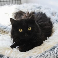 Beatrix - Photo 2