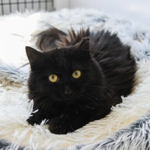 BEATRIX - Domestic Medium Hair available for adoption