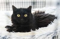 Beatrix - Photo 3
