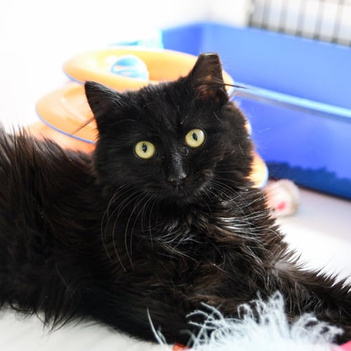 BEATRIX - Domestic Medium Hair available for adoption