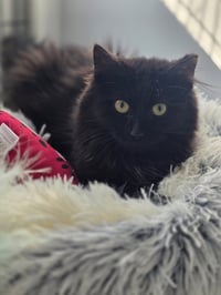 Beatrix - Photo 4