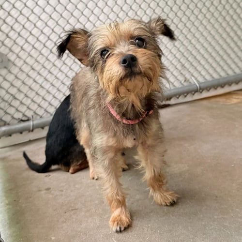 FRITTER - Yorkshire Terrier Yorkie available for adoption