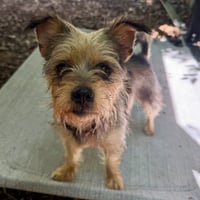 Fritter - Photo 1