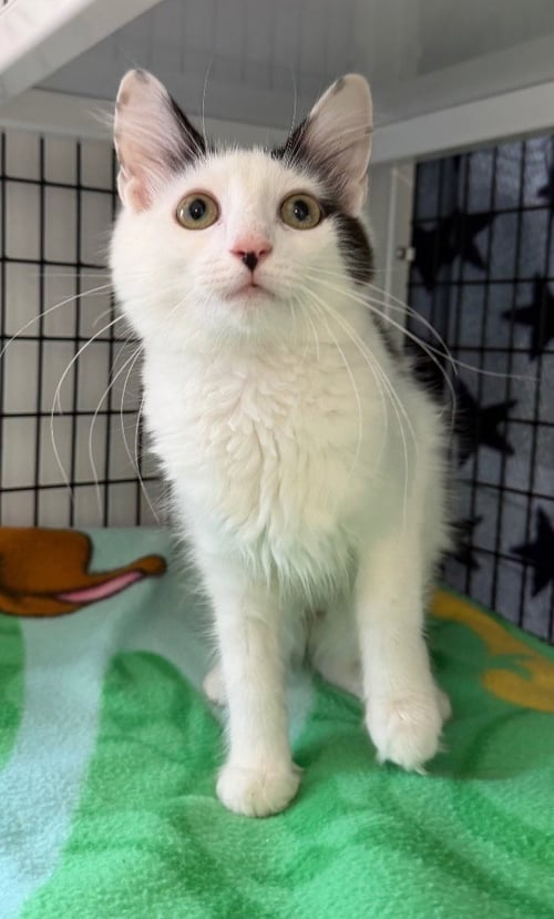 BIANCA - Domestic Medium Hair available for adoption