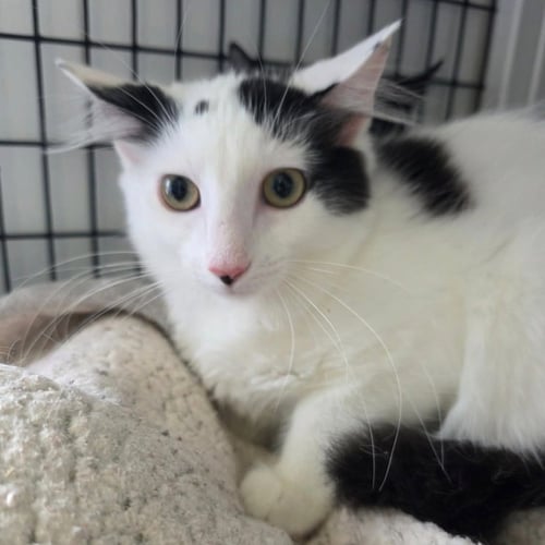 BIANCA - Domestic Medium Hair available for adoption