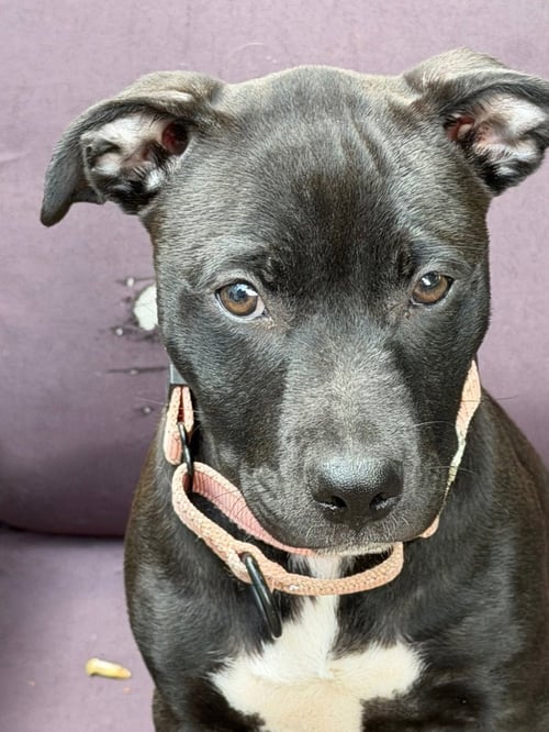 TYRA - American Staffordshire Terrier available for adoption