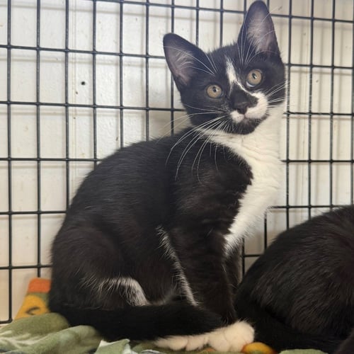 MORTICIA - Domestic Short Hair available for adoption