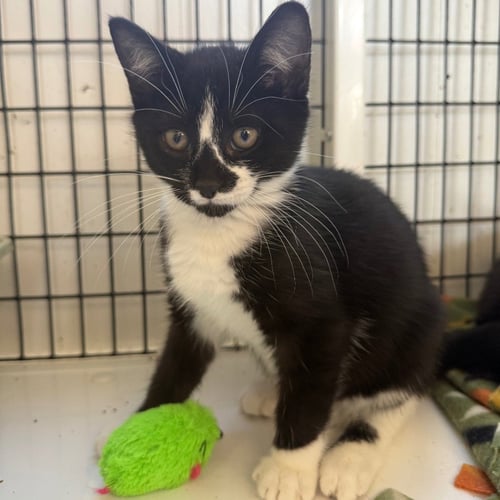 MORTICIA - Domestic Short Hair available for adoption