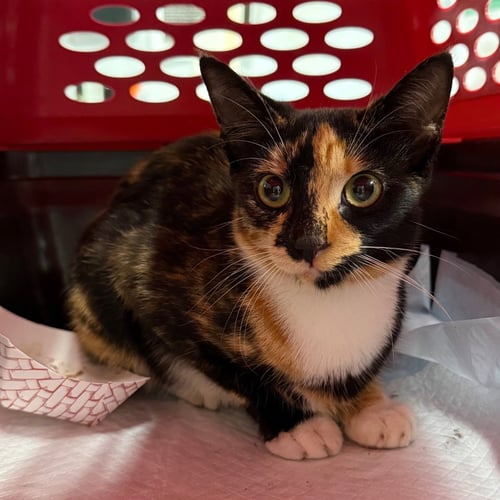AUTUMN - Domestic Short Hair available for adoption