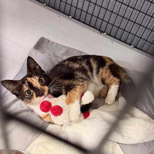 AUTUMN - Domestic Short Hair available for adoption