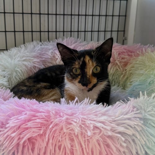AUTUMN - Domestic Short Hair available for adoption