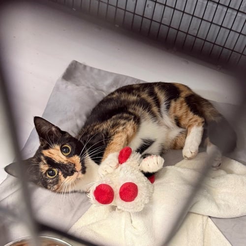 AUTUMN - Domestic Short Hair available for adoption