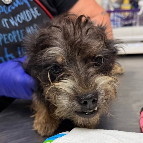 DUMPLING - Yorkshire Terrier Yorkie available for adoption