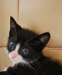 Manny - Photo 1